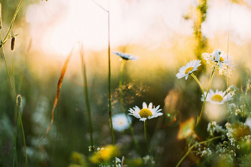 A closeup of daisies and other plants in a field